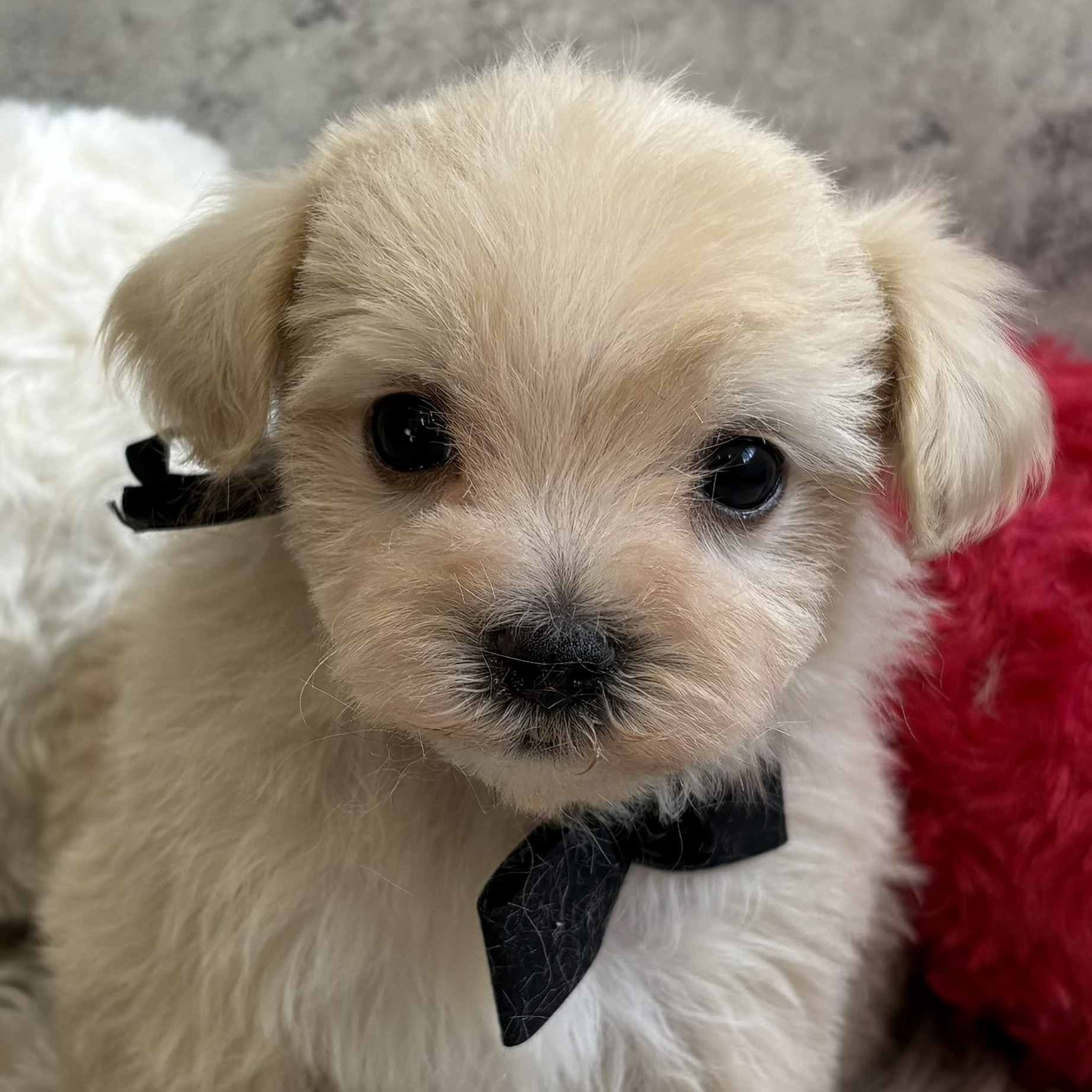 愛知県のマルプー(マルチーズ×プードル) (犬の家＆猫の里春日井本店/2026年2月8日生まれ/男の子/クリーム)の子犬