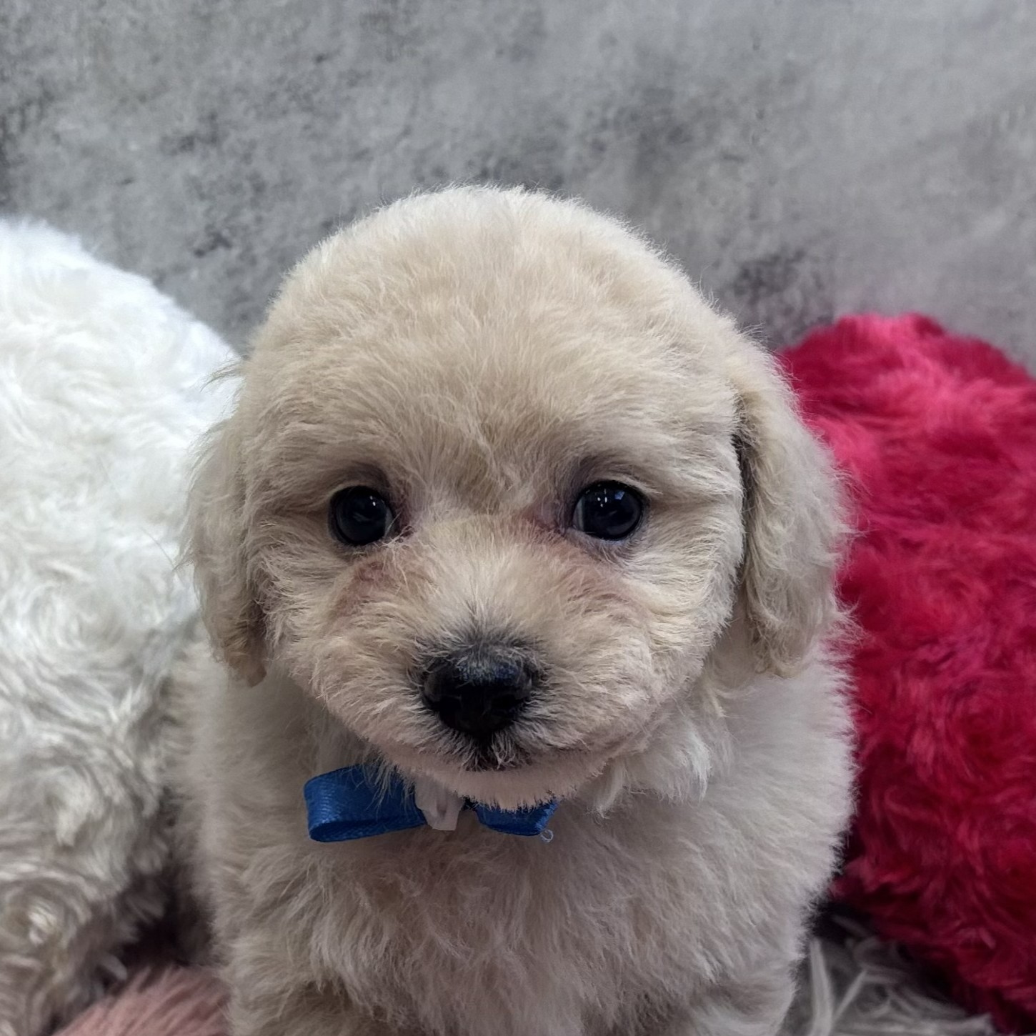東京都のマルプー(マルチーズ×プードル) (犬の家＆猫の里ペットフォレスト小平店/2026年2月8日生まれ/男の子/クリーム)の子犬
