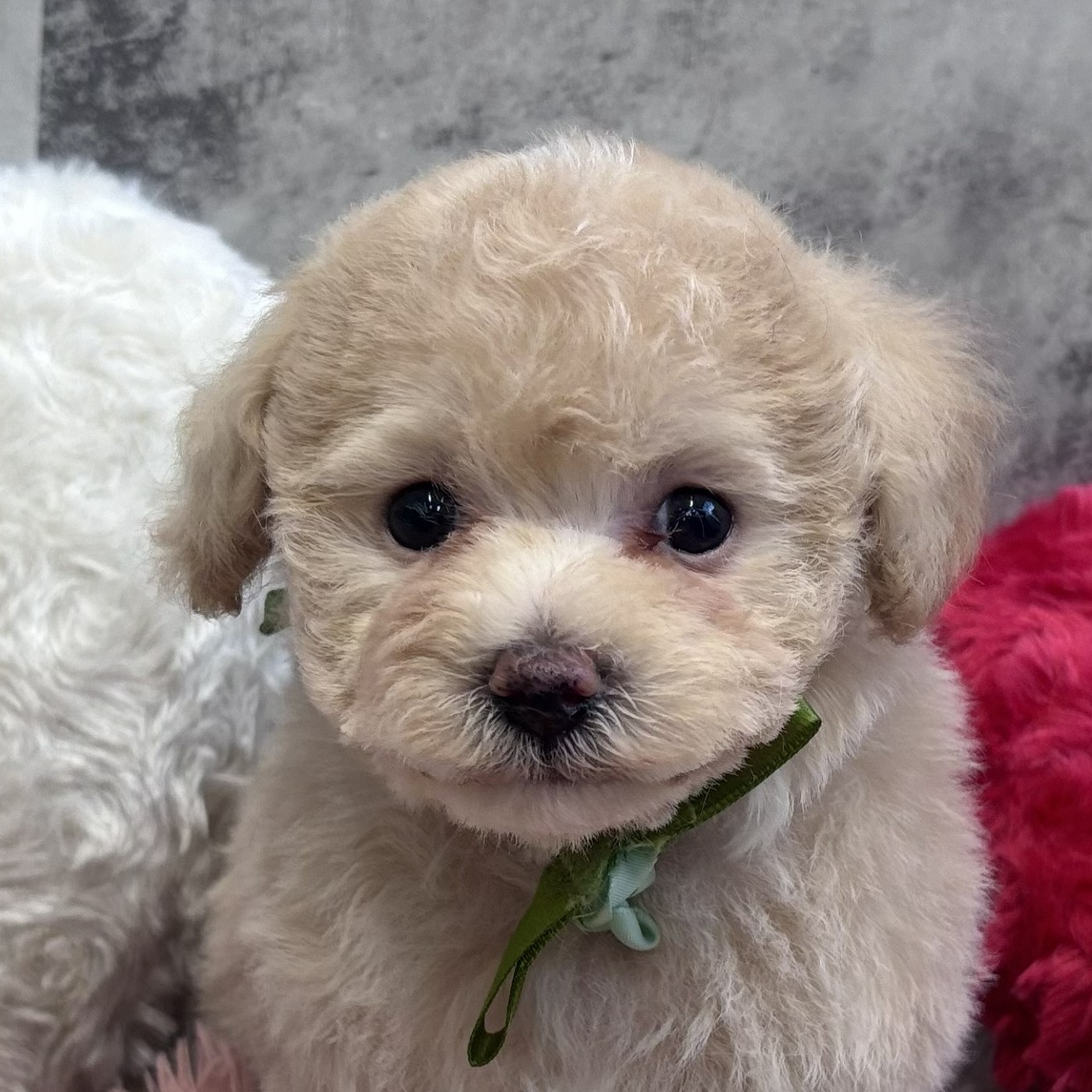 岐阜県のマルプー(マルチーズ×プードル) (犬の家＆猫の里カラフルタウン岐阜店/2026年2月8日生まれ/男の子/クリームホワイト)の子犬の1枚目の画像