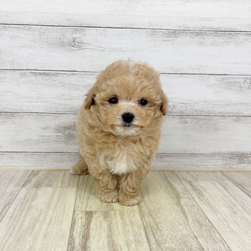 兵庫県のマルプー(マルチーズ×プードル) (犬の家＆猫の里川西店/2026年2月6日生まれ/女の子/クリーム)の子犬