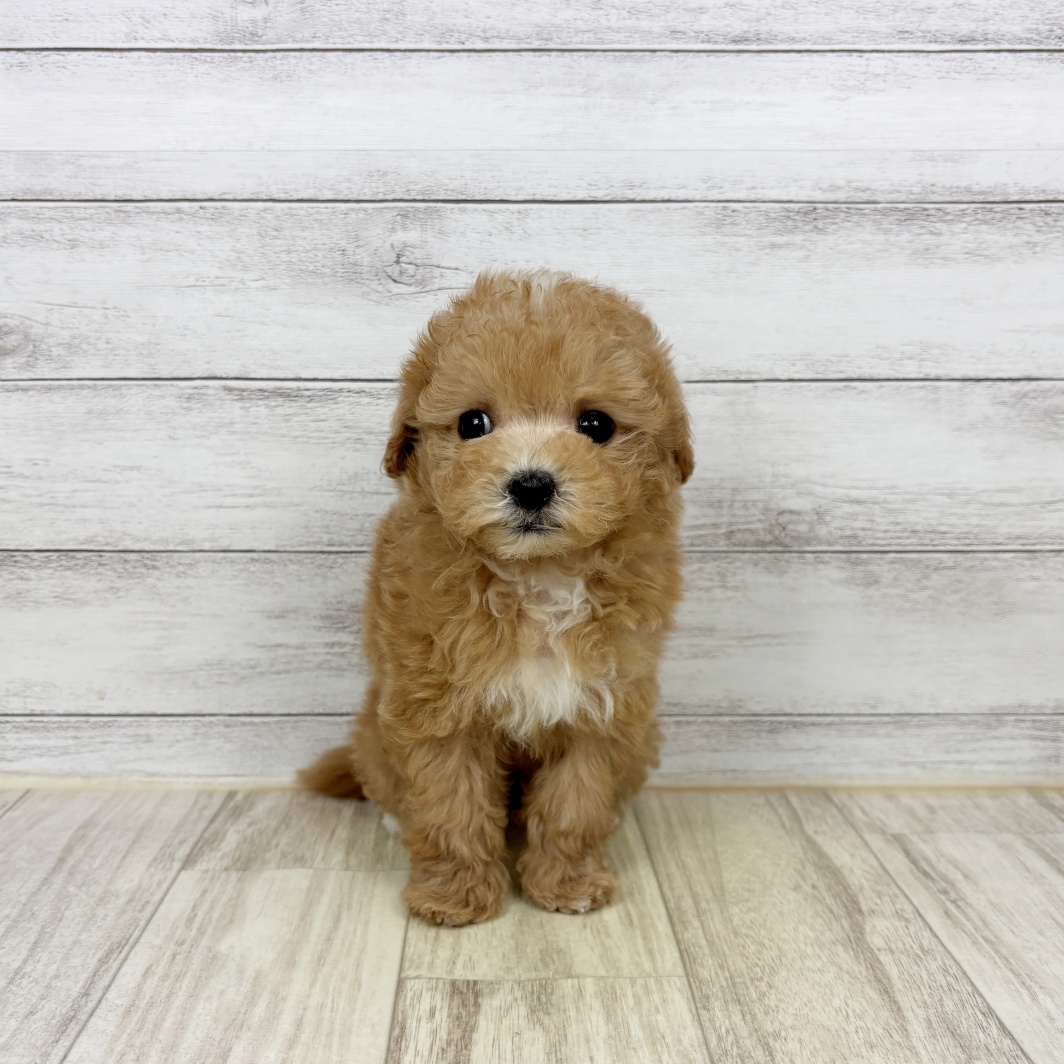 兵庫県のマルプー(マルチーズ×プードル) (犬の家＆猫の里川西店/2026年2月6日生まれ/女の子/クリーム)の子犬