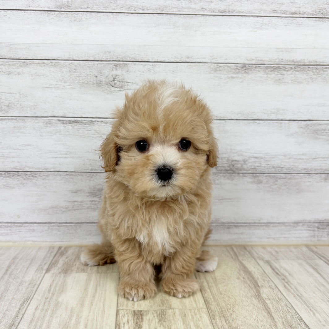 兵庫県のマルプー(マルチーズ×プードル) (犬の家＆猫の里川西店/2026年2月6日生まれ/男の子/クリーム)の子犬