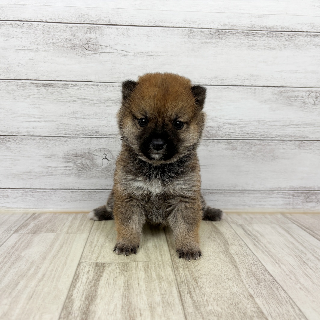 兵庫県の豆柴 (犬の家＆猫の里ニッケパークタウン加古川店/2026年2月8日生まれ/女の子/赤)の子犬