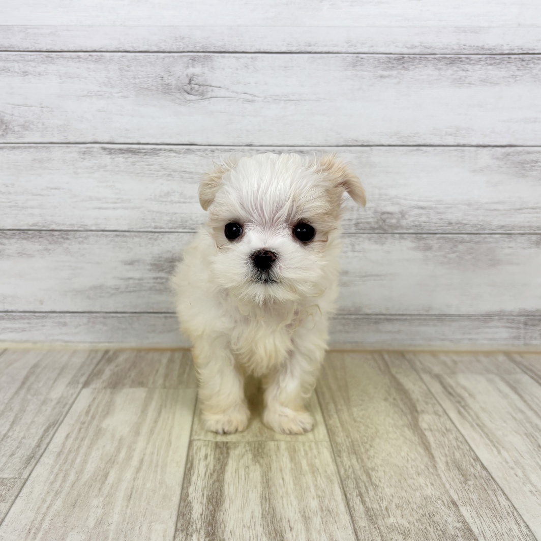 兵庫県のマルチーズ (犬の家＆猫の里川西店/2026年2月5日生まれ/女の子/ホワイト)の子犬