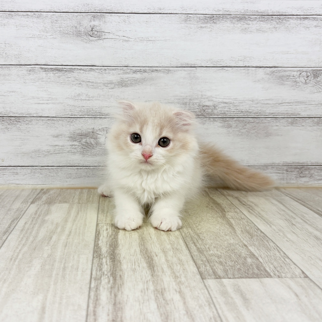 兵庫県のスコティッシュフォールド (犬の家＆猫の里川西店/2026年2月5日生まれ/女の子/クリームタビーホワイト)の子猫