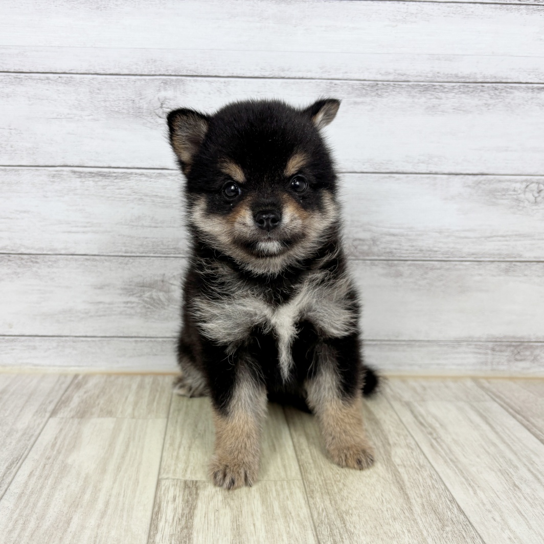 岡山県のチワ柴/柴チワ/チワシバ(チワワ×柴) (犬の家＆猫の里倉敷店/2026年2月7日生まれ/男の子/黒)の子犬の2枚目の画像