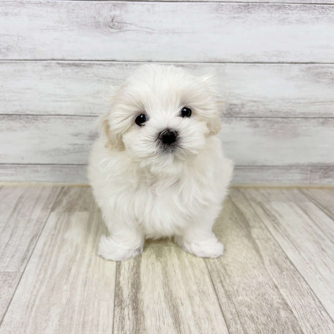 兵庫県のマルチーズ (犬の家＆猫の里川西店/2026年2月8日生まれ/女の子/ホワイト)の子犬
