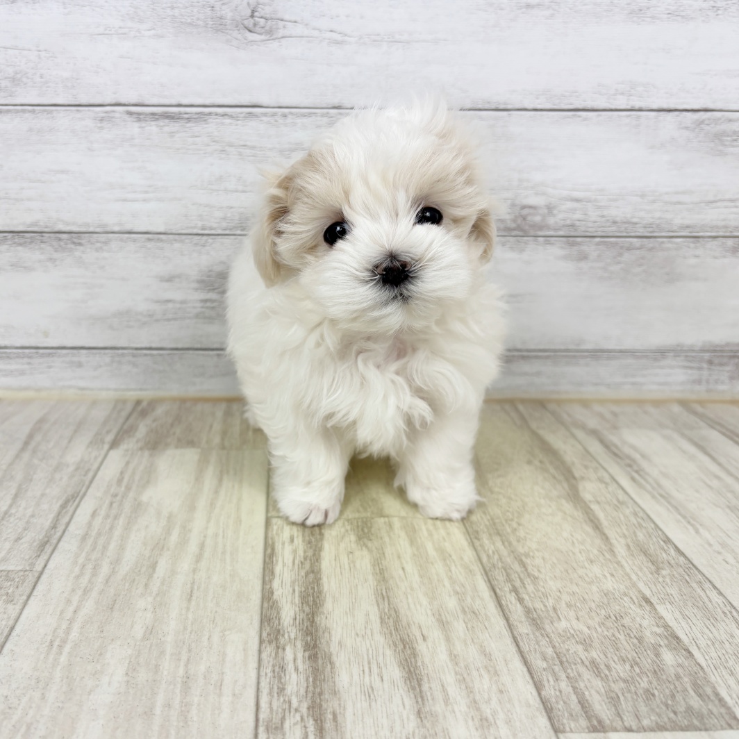 兵庫県のマルチーズ (犬の家＆猫の里川西店/2026年2月8日生まれ/男の子/ホワイト)の子犬