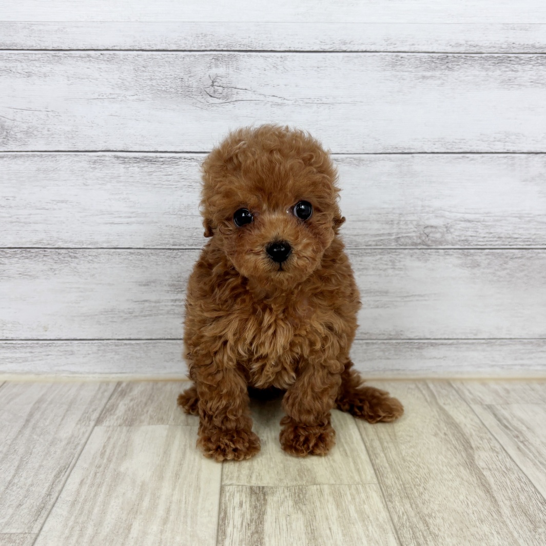 愛知県のトイプードル(タイニー) (犬の家＆猫の里春日井本店/2026年2月5日生まれ/男の子/レッドフォーン)の子犬