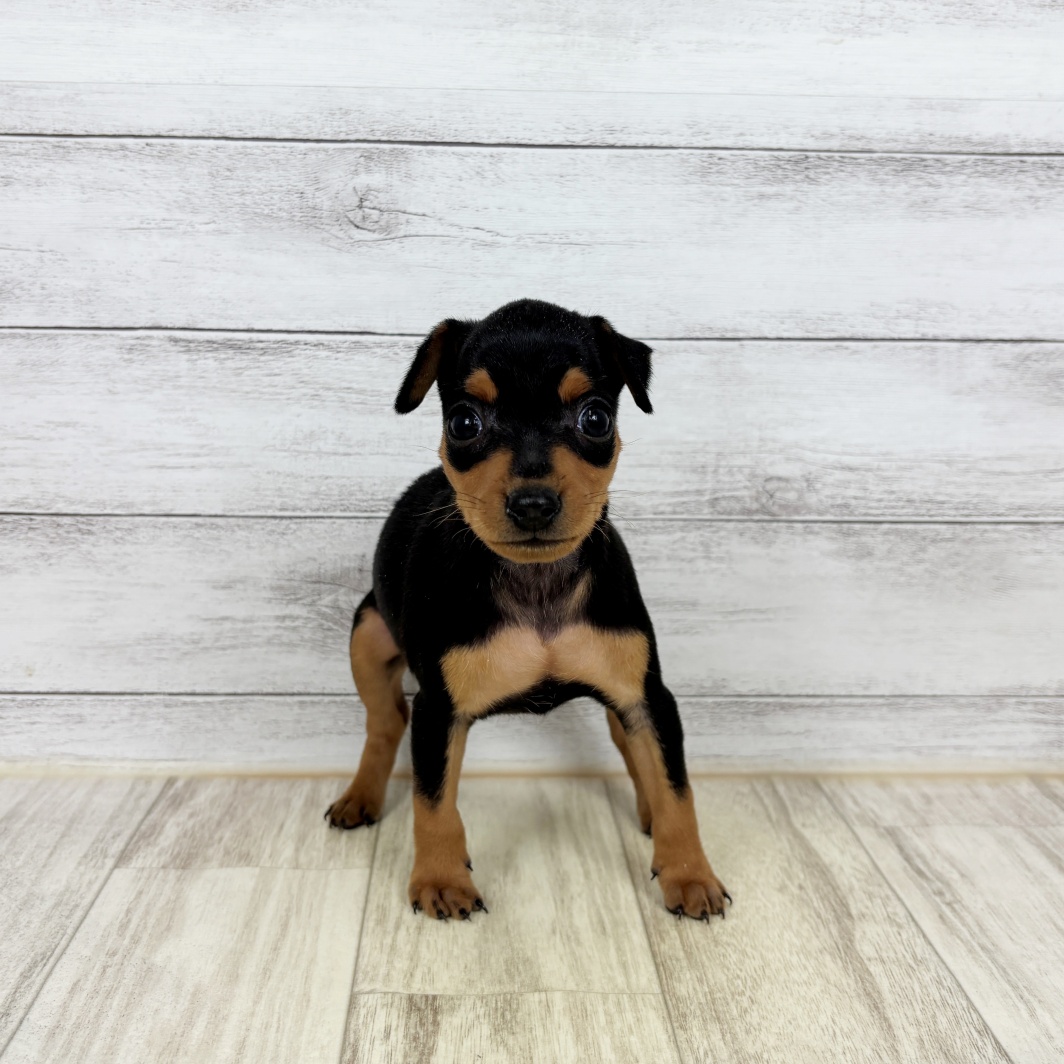 兵庫県のミニチュアピンシャー (犬の家＆猫の里ニッケパークタウン加古川店/2026年2月7日生まれ/女の子/ブラックタン)の子犬