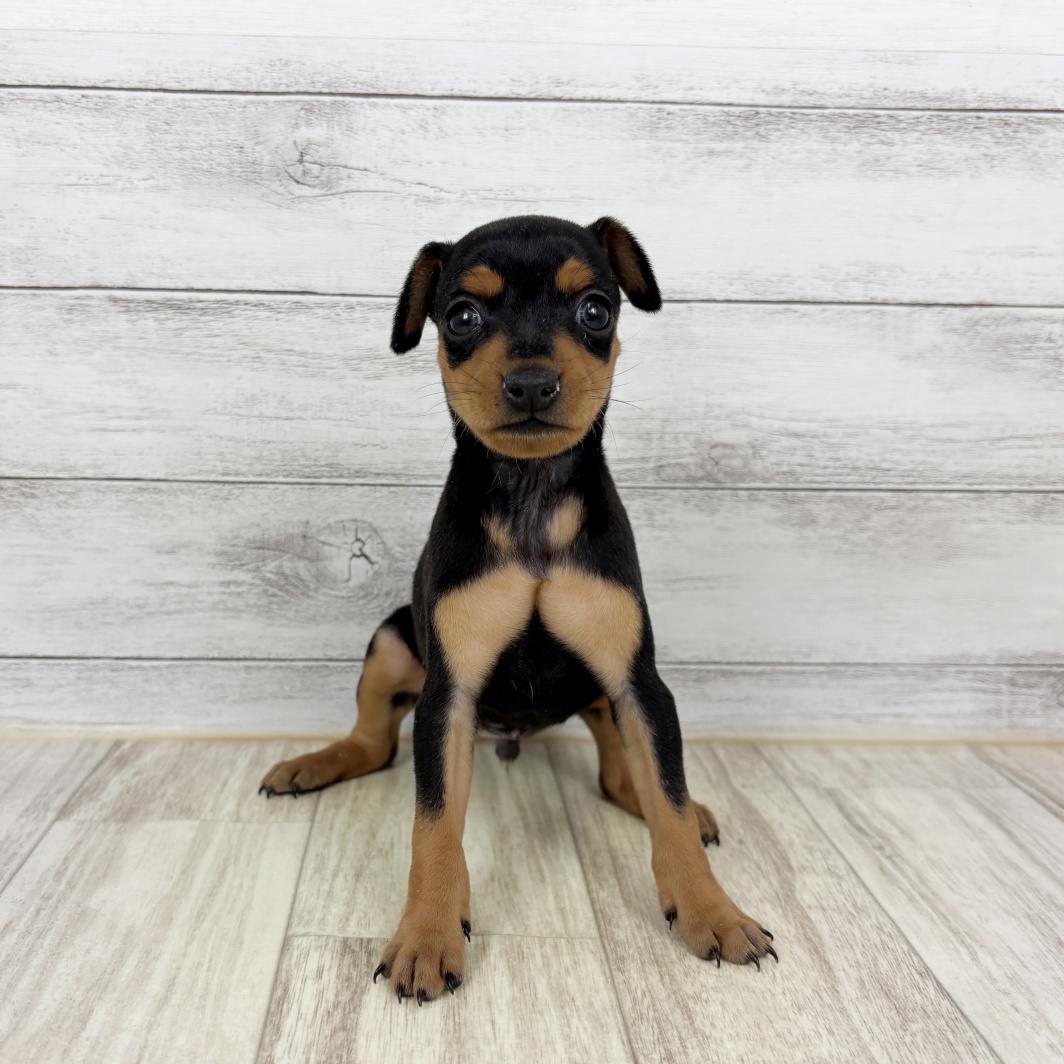 兵庫県のミニチュアピンシャー (犬の家＆猫の里川西店/2026年2月7日生まれ/男の子/ブラックタン)の子犬