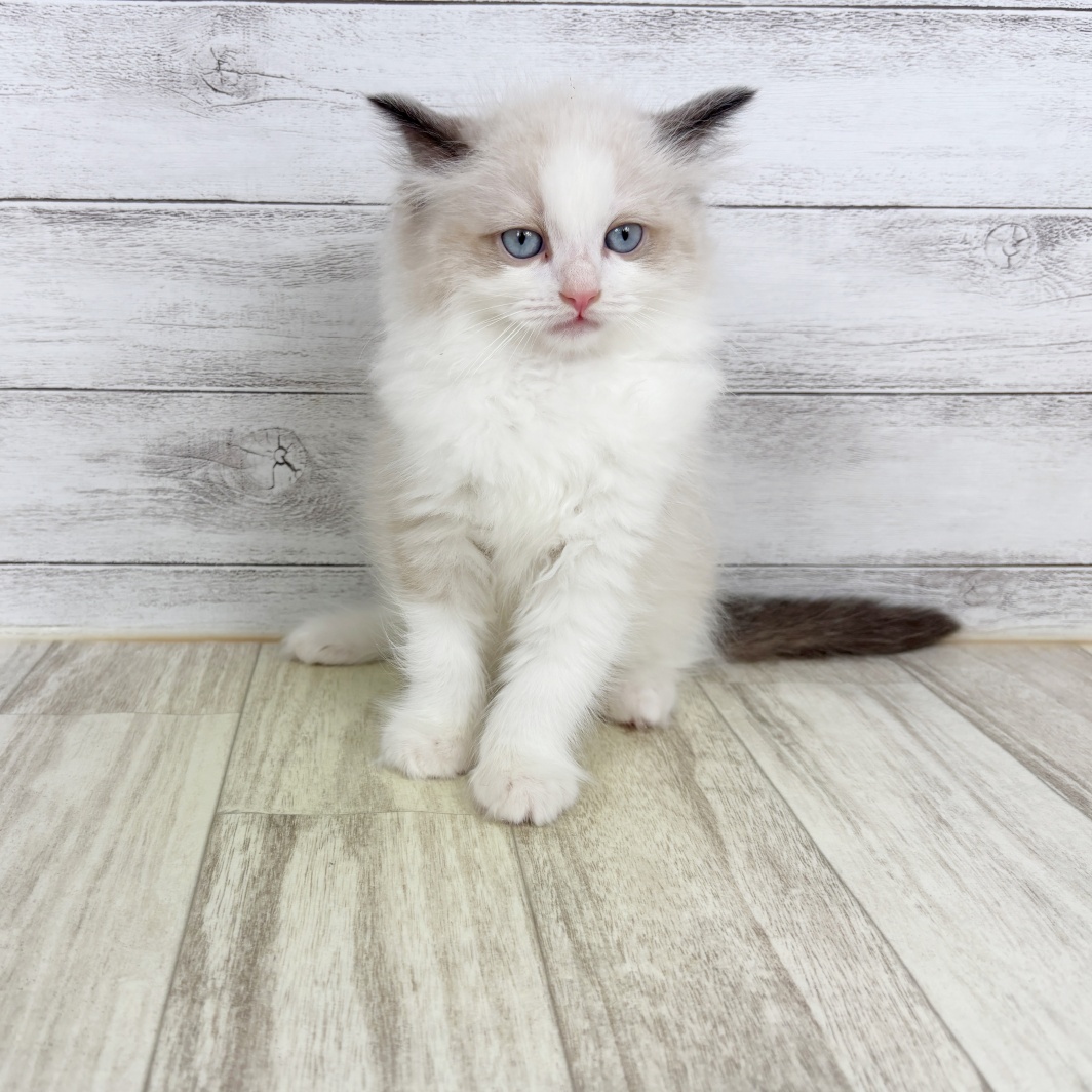 石川県のラグドール (犬の家＆猫の里アミーゴ金沢おこばた店/2026年2月5日生まれ/女の子/シールポイントバイカラー)の子猫