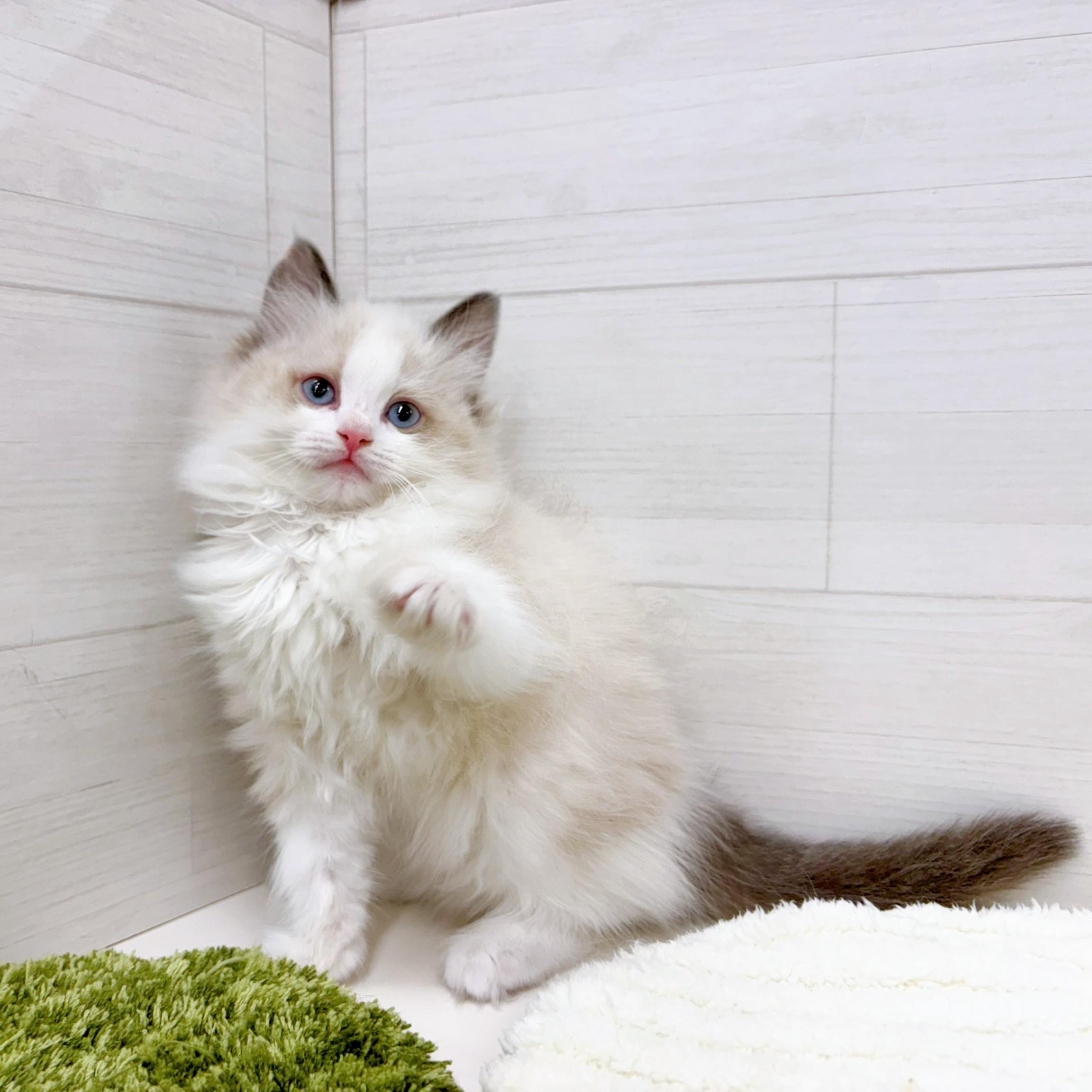 石川県のラグドール (犬の家＆猫の里アミーゴ金沢おこばた店/2026年2月5日生まれ/女の子/シールポイントバイカラー)の子猫の4枚目の画像