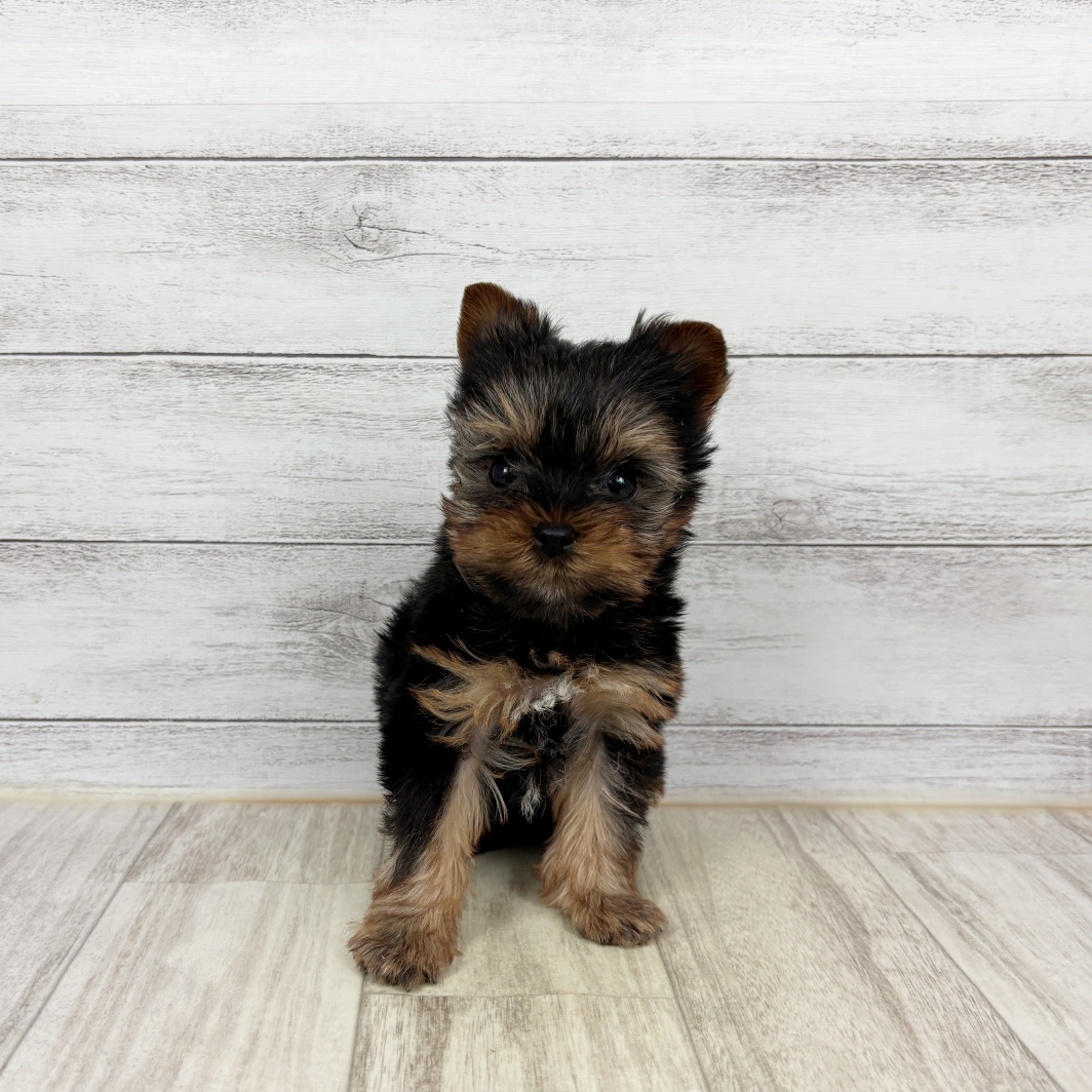大阪府のヨークシャーテリア (犬の家＆猫の里そよら東岸和田店/2026年2月8日生まれ/女の子/スチールブルータン)の子犬