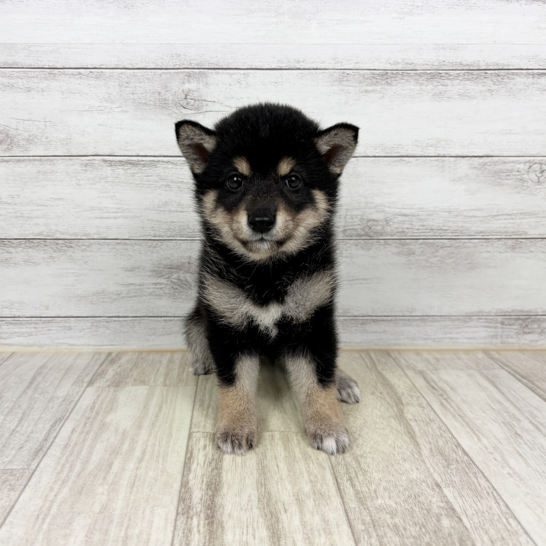 兵庫県の豆柴 (犬の家＆猫の里川西店/2026年2月6日生まれ/女の子/黒)の子犬