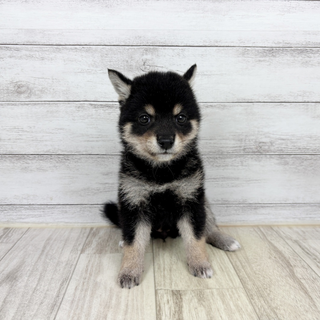 兵庫県の豆柴 (犬の家＆猫の里ゆめタウン姫路店/2026年2月6日生まれ/女の子/黒)の子犬