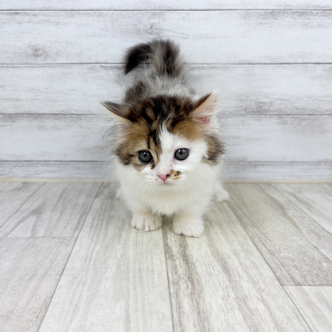 兵庫県のミヌエット (犬の家＆猫の里ニッケパークタウン加古川店/2026年2月6日生まれ/女の子/ブラウンパッチドタビーホワイト)の子猫