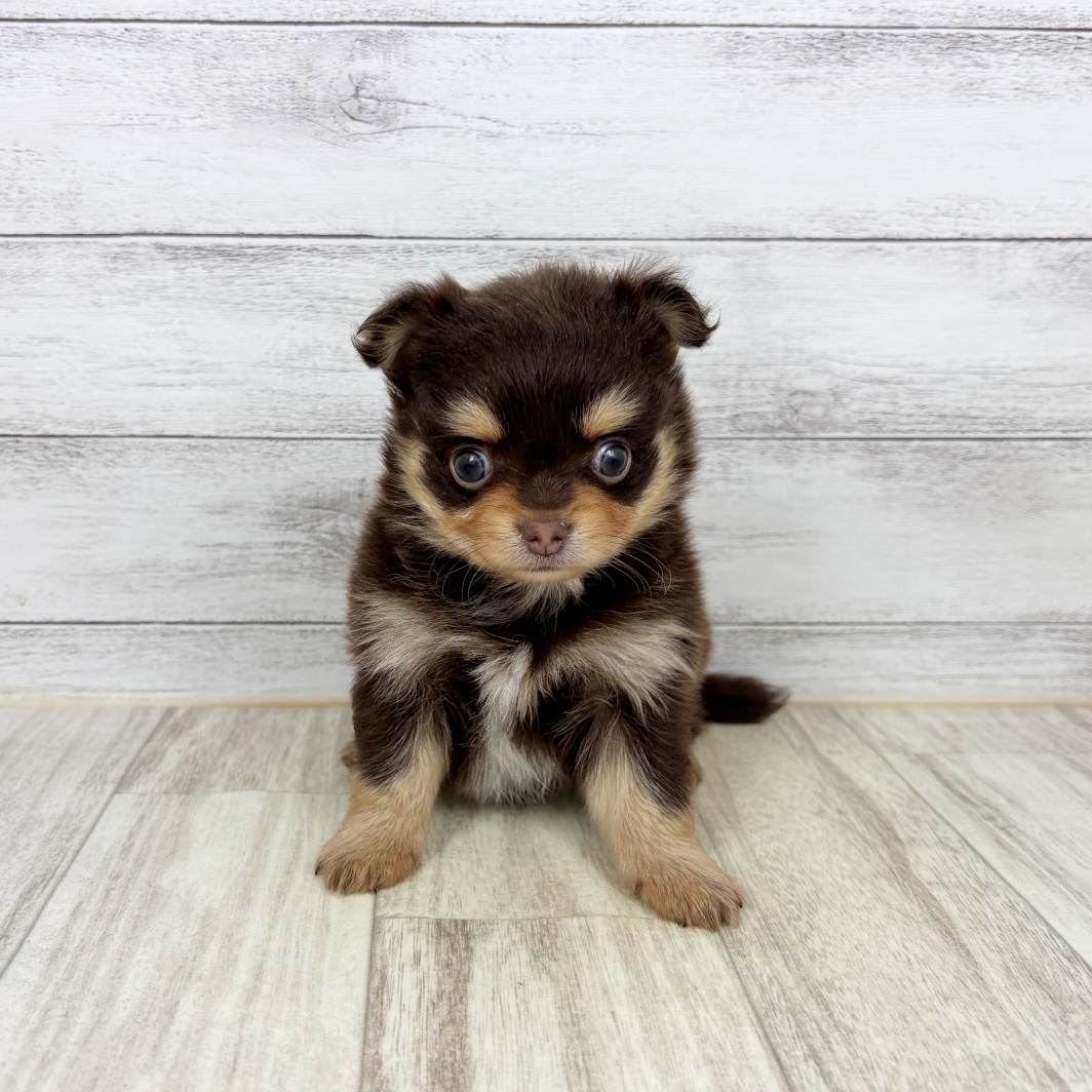 兵庫県のポメチワ/チワポメ/ポメチー(ポメラニアン×チワワ) (犬の家＆猫の里神戸店/2026年2月6日生まれ/男の子/チョコレートタン)の子犬の4枚目の画像