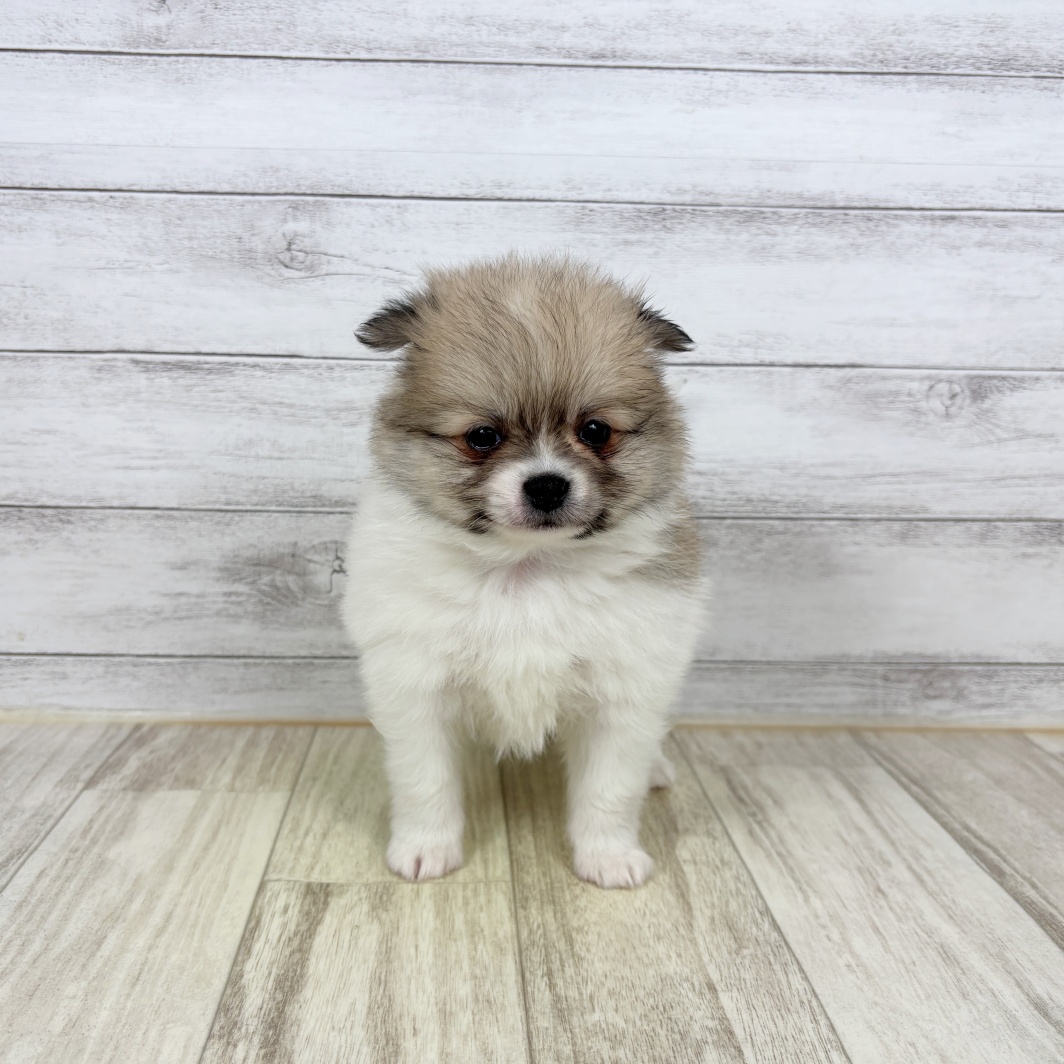 福岡県のポメチワ/チワポメ/ポメチー(ポメラニアン×チワワ) (犬の家＆猫の里くりえいと宗像店/2026年2月7日生まれ/男の子/パーティーカラー)の子犬の2枚目の画像