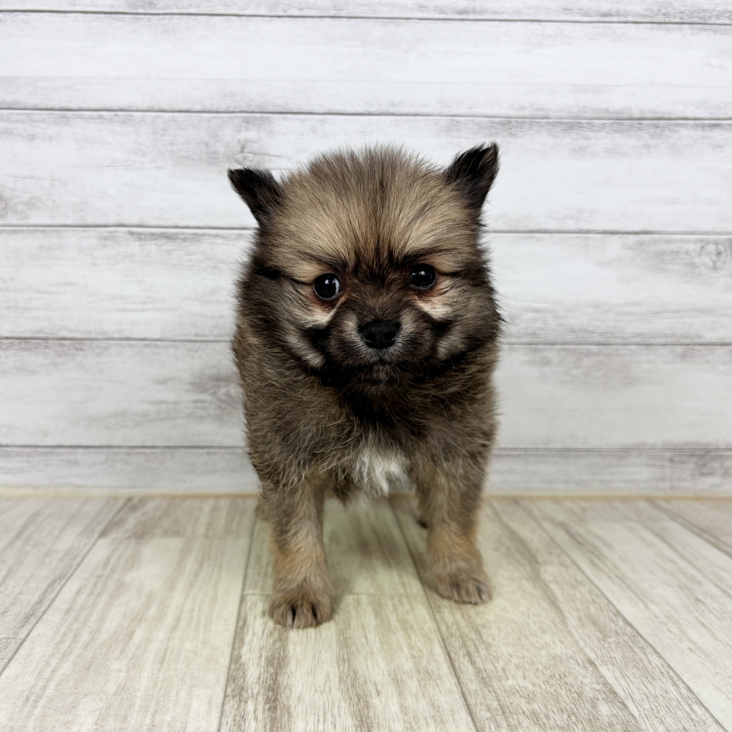 兵庫県のポメチワ/チワポメ/ポメチー(ポメラニアン×チワワ) (犬の家＆猫の里川西店/2026年2月7日生まれ/男の子/オレンジ)の子犬