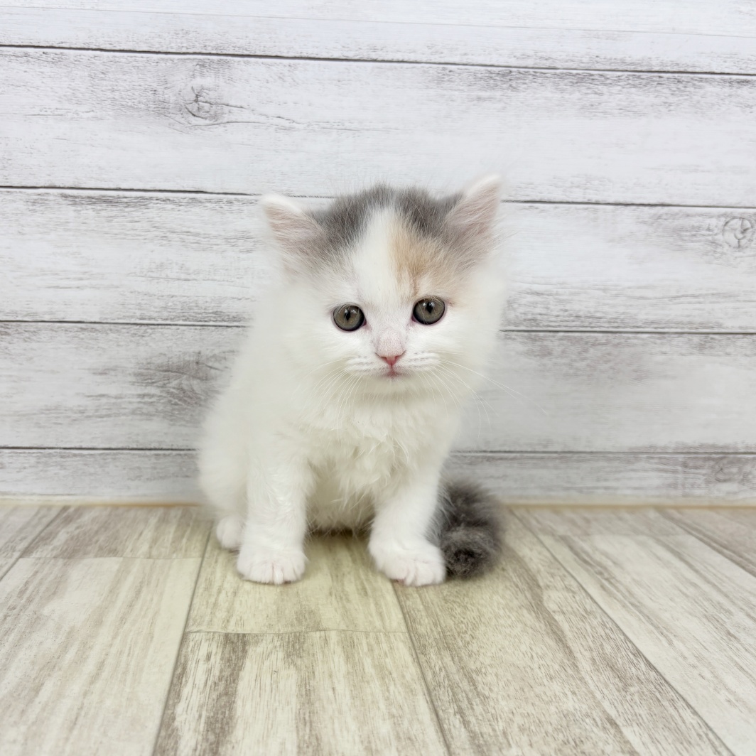 兵庫県のマンチカン (犬の家＆猫の里川西店/2026年2月6日生まれ/女の子/ダイリュートキャリコ)の子猫
