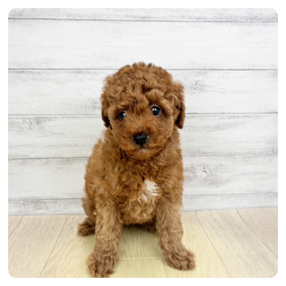 兵庫県のトイプードル(トイ) (犬の家＆猫の里川西店/2026年2月9日生まれ/男の子/レッドフォーン)の子犬