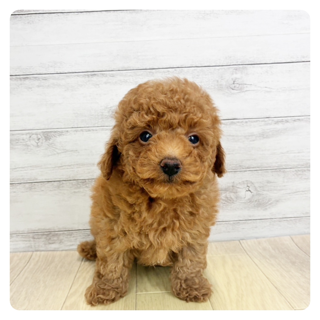 愛知県のトイプードル(トイ) (犬の家＆猫の里碧南店/2026年2月9日生まれ/男の子/レッドフォーン)の子犬