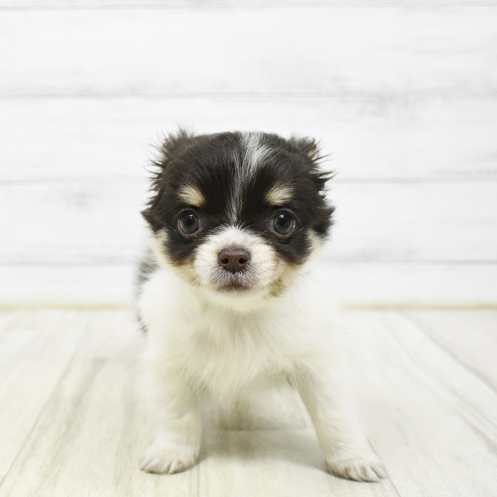 東京都のチワワ(ロング) (犬の家＆猫の里ペットフォレスト小平店/2026年2月10日生まれ/女の子/チョコレートタンホワイト)の子犬