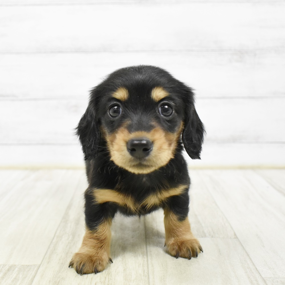 長野県のミニチュアダックスフンド(ロング) (犬の家＆猫の里長野店/2026年2月9日生まれ/女の子/ブラックタン)の子犬