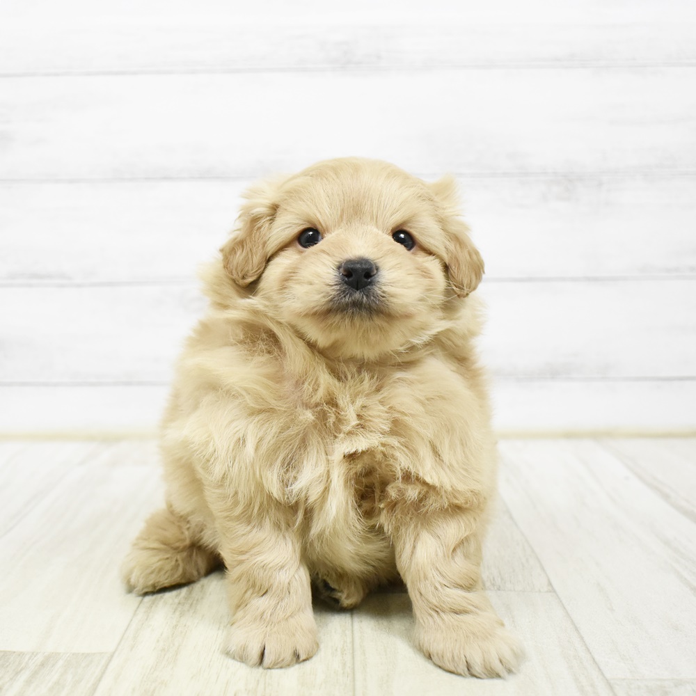 静岡県のポメプー(ポメラニアン×プードル) (犬の家＆猫の里富士店/2026年2月7日生まれ/男の子/アプリコット)の子犬