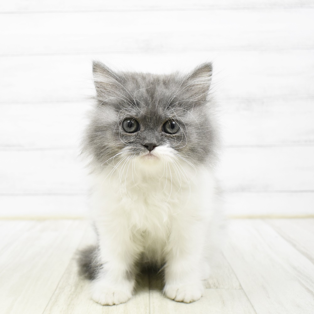 東京都のミヌエット (犬の家＆猫の里ペットフォレスト小平店/2026年2月9日生まれ/女の子/ブルータビーホワイト)の子猫