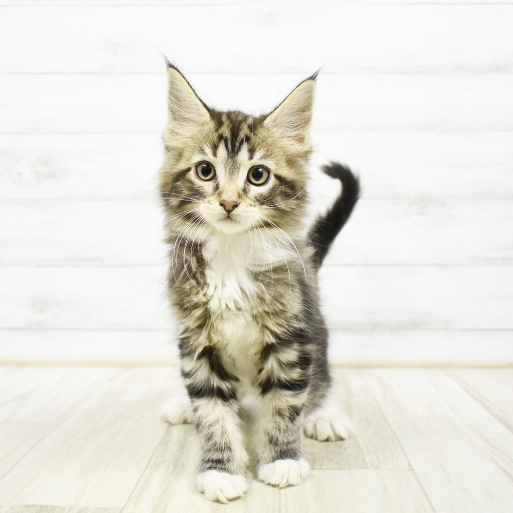 2026年2月4日生まれのメインクーン