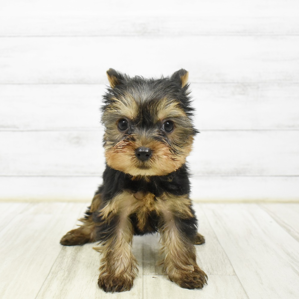 愛知県のヨークシャーテリア (犬の家＆猫の里岡崎店/2026年2月7日生まれ/女の子/スチールブルータン)の子犬