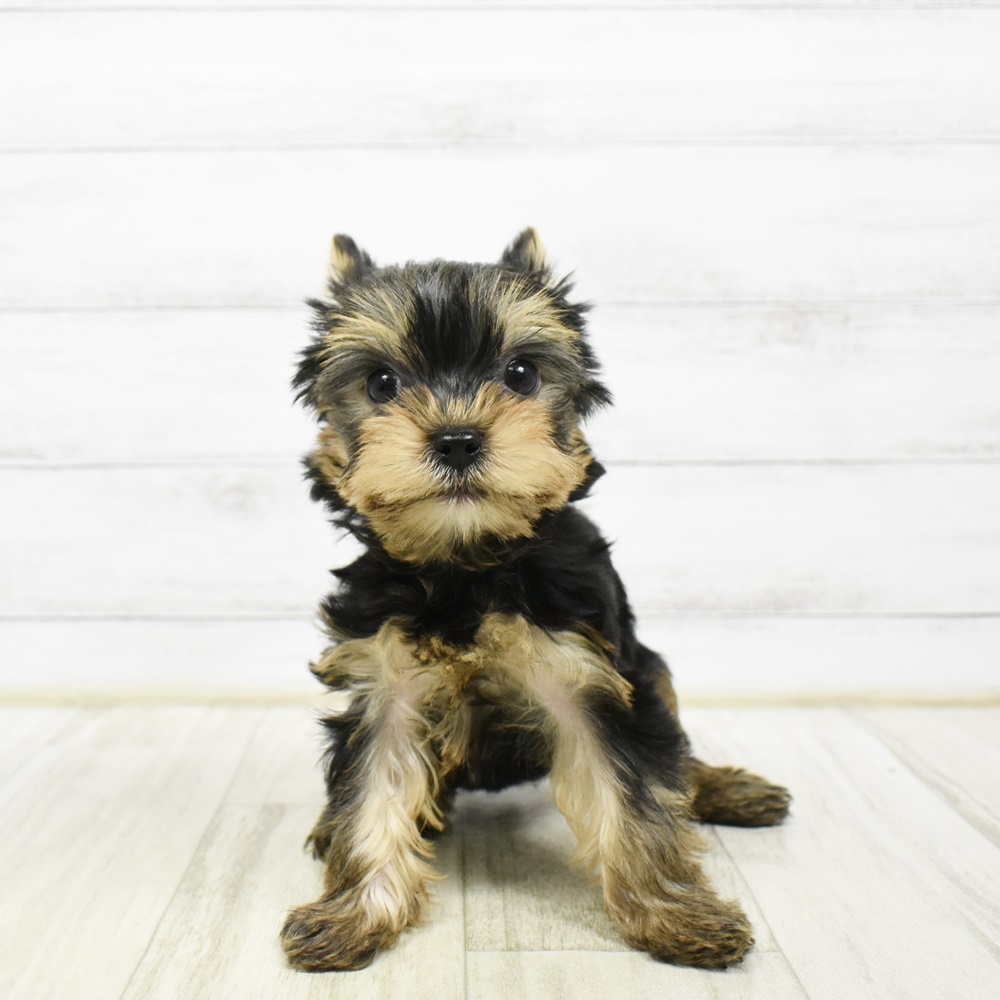 石川県のヨークシャーテリア (犬の家＆猫の里アミーゴ金沢おこばた店/2026年2月7日生まれ/女の子/スチールブルータン)の子犬
