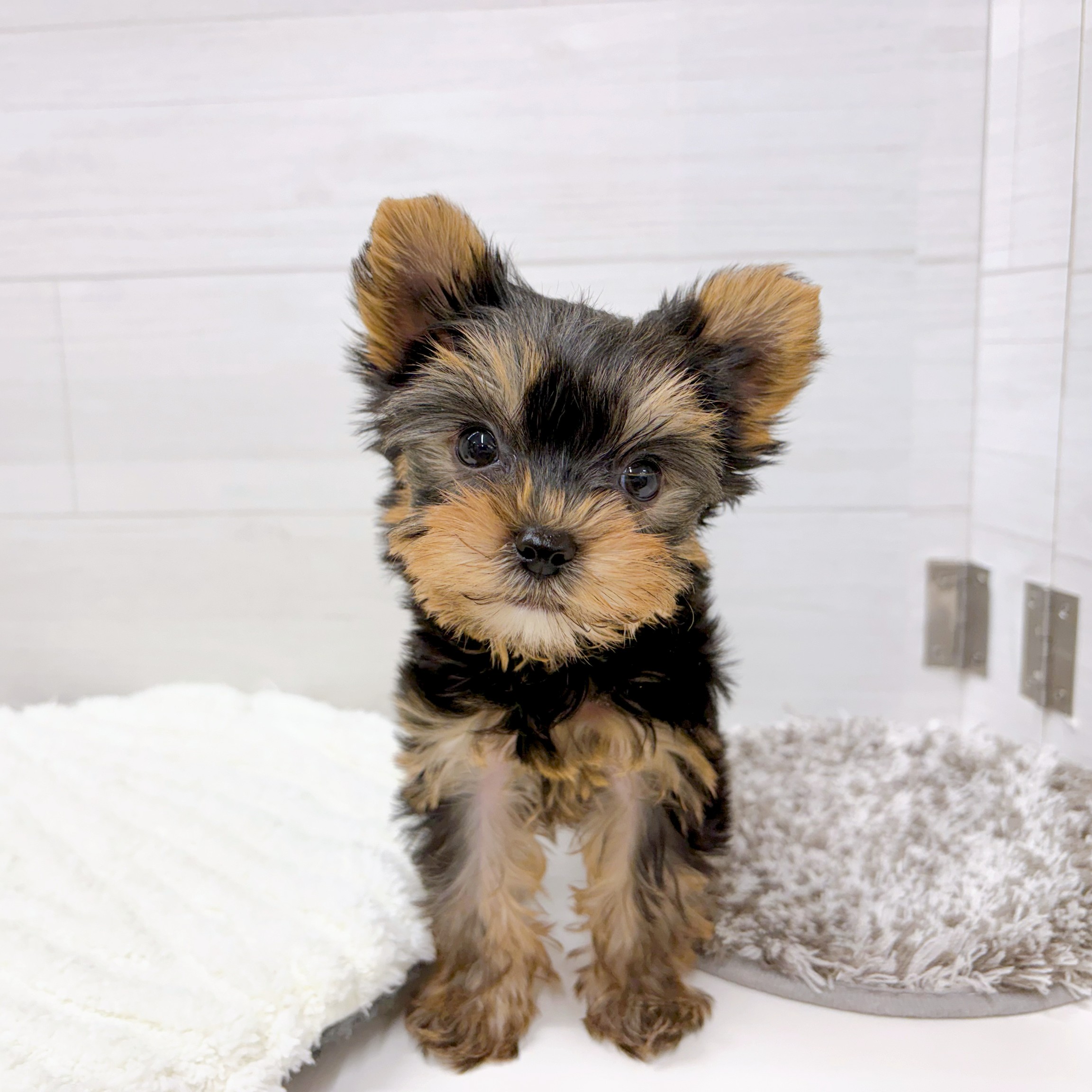 石川県のヨークシャーテリア (犬の家＆猫の里アミーゴ金沢おこばた店/2026年2月7日生まれ/女の子/スチールブルータン)の子犬の1枚目の画像