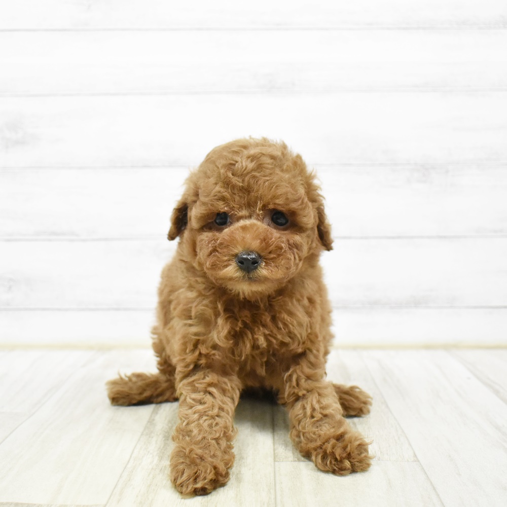 静岡県のトイプードル(トイ) (犬の家＆猫の里マークイズ静岡店/2026年2月9日生まれ/女の子/レッドフォーン)の子犬