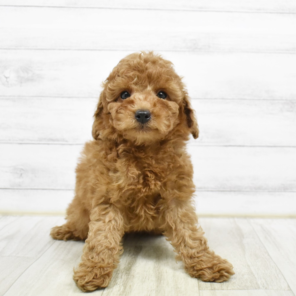 静岡県のトイプードル(トイ) (犬の家＆猫の里アミーゴ浜松和田店/2026年2月9日生まれ/男の子/レッドフォーン)の子犬