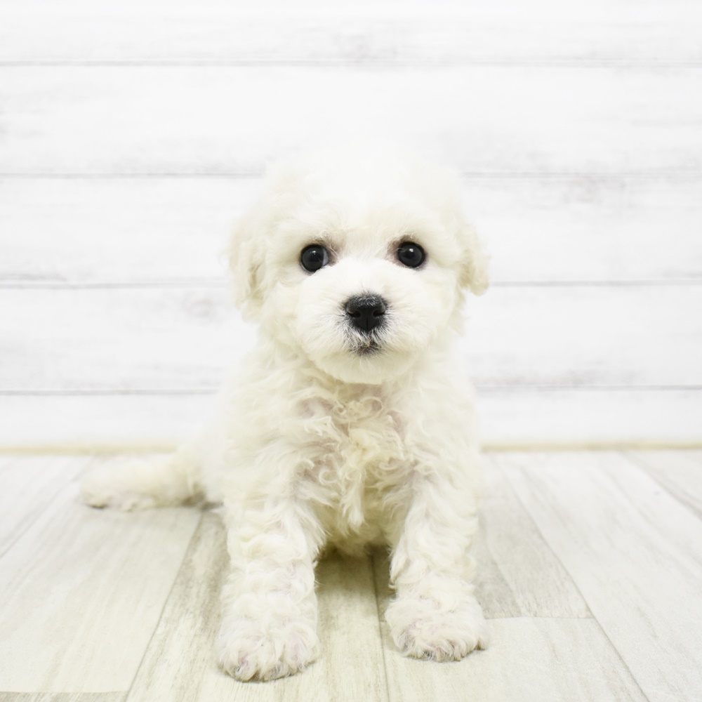 長野県のビションフリーゼ (犬の家＆猫の里塩尻店/2026年2月10日生まれ/女の子/ホワイト)の子犬