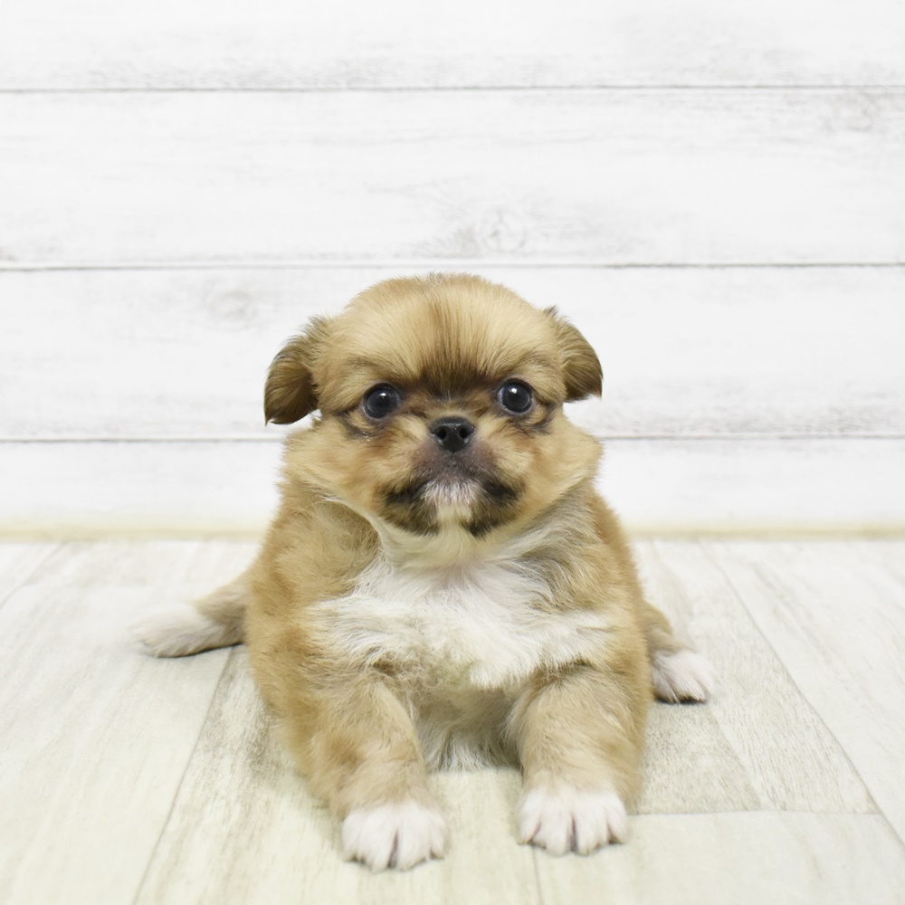 福井県のチワペキ/ペキチー/ペキチワ(チワワ×ペキニーズ) (犬の家＆猫の里福井店/2026年2月10日生まれ/男の子/レッドホワイト)の子犬