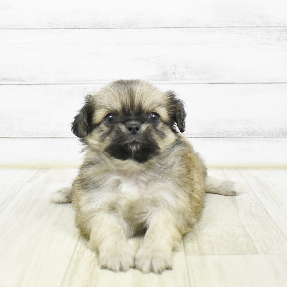 愛知県のチワペキ/ペキチー/ペキチワ(チワワ×ペキニーズ) (犬の家＆猫の里安城店/2026年2月10日生まれ/男の子/レッドホワイト)の子犬