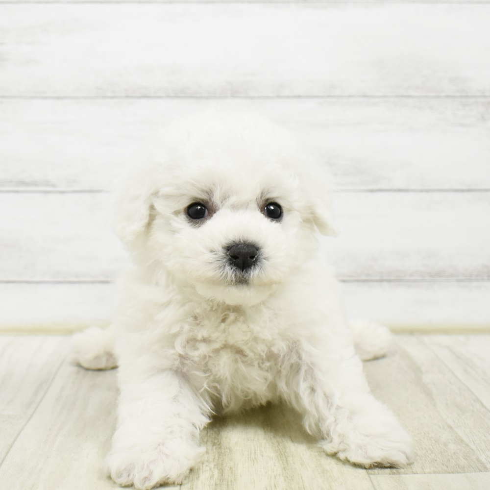 愛知県のビションフリーゼ (犬の家＆猫の里豊川インター店/2026年2月8日生まれ/男の子/ホワイト)の子犬