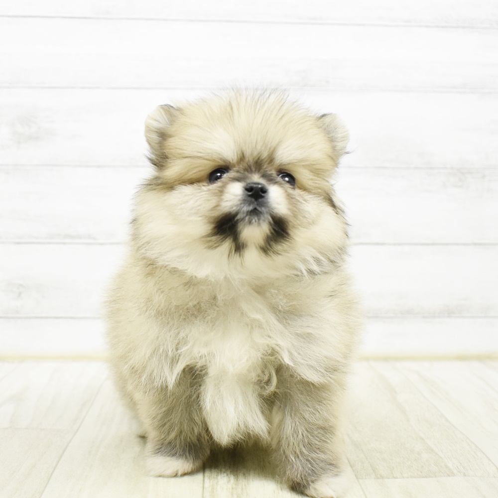 東京都のポメラニアン (犬の家＆猫の里ペットフォレスト小平店/2026年2月10日生まれ/女の子/ウルフセーブル)の子犬