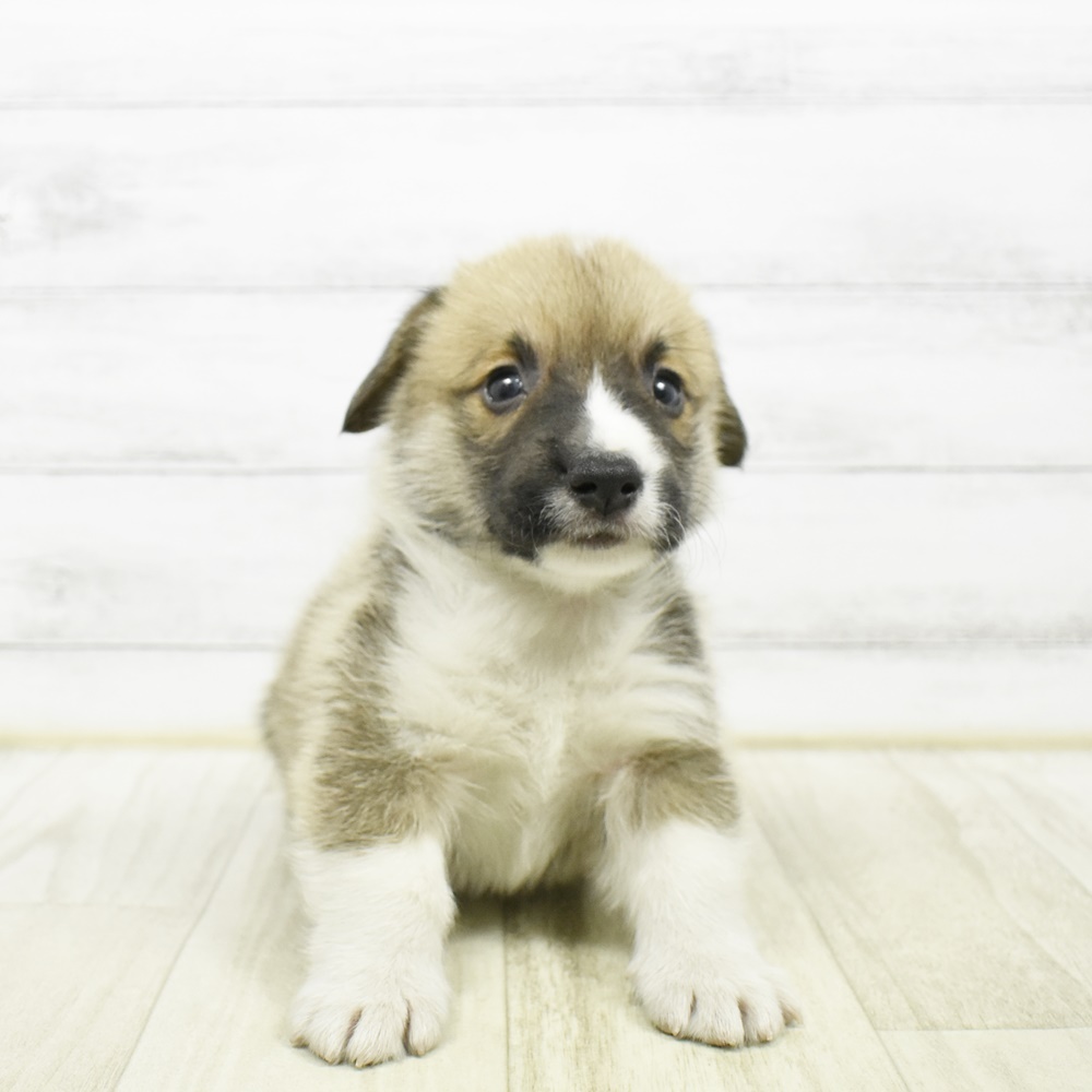 愛知県のウェルシュコーギーペンブローク (犬の家＆猫の里安城店/2026年2月6日生まれ/男の子/セーブルホワイト)の子犬