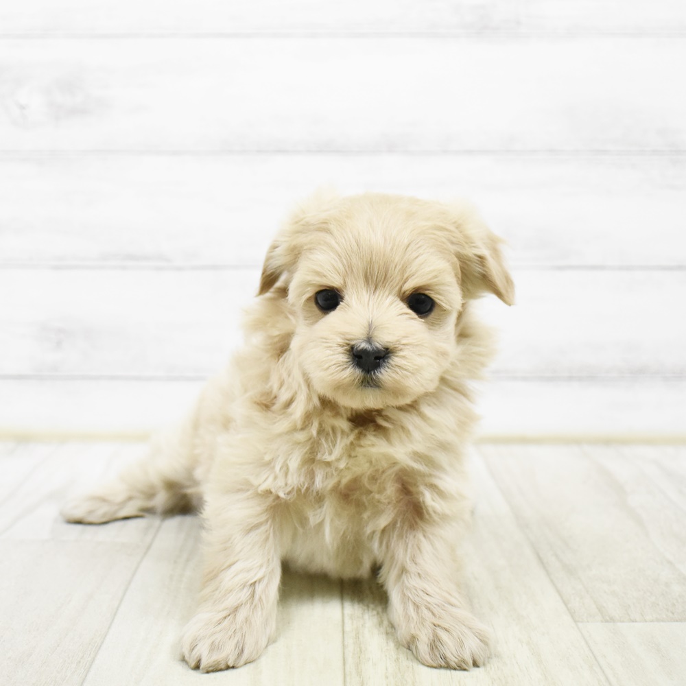 静岡県のマルプー(マルチーズ×プードル) (犬の家＆猫の里藤枝店/2026年2月10日生まれ/女の子/アプリコット)の子犬