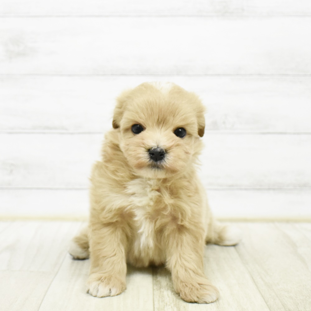愛知県のマルプー(マルチーズ×プードル) (犬の家＆猫の里春日井本店/2026年2月9日生まれ/男の子/アプリコット)の子犬
