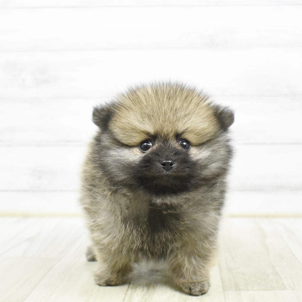 石川県のポメラニアン (犬の家＆猫の里アミーゴ金沢有松店/2026年2月9日生まれ/女の子/オレンジ)の子犬