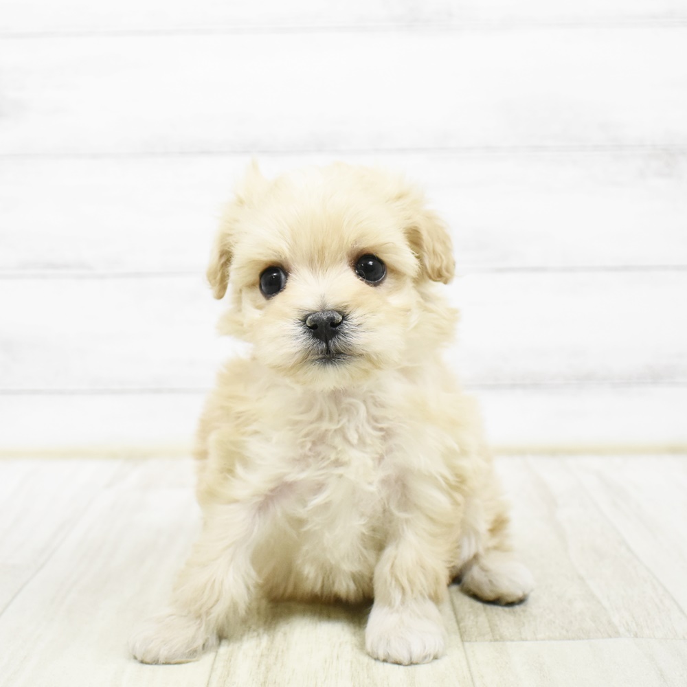 神奈川県のマルプー(マルチーズ×プードル) (犬の家＆猫の里元住吉ブレーメン通り店/2026年2月9日生まれ/女の子/アプリコット)の子犬