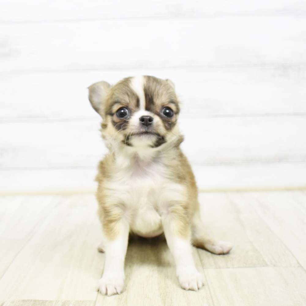 チワワ（ロング）女の子の写真