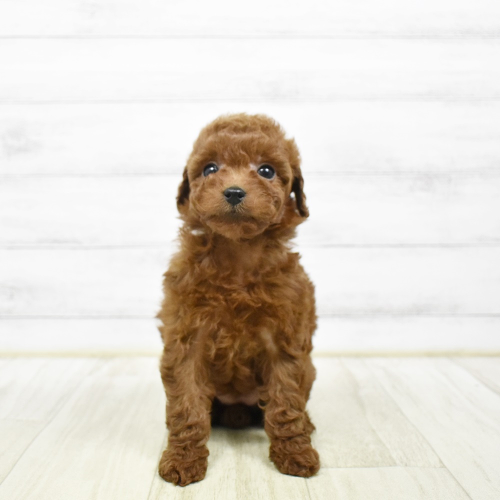 石川県のトイプードル(トイ) (犬の家＆猫の里アミーゴ金沢おこばた店/2026年2月9日生まれ/女の子/レッド)の子犬