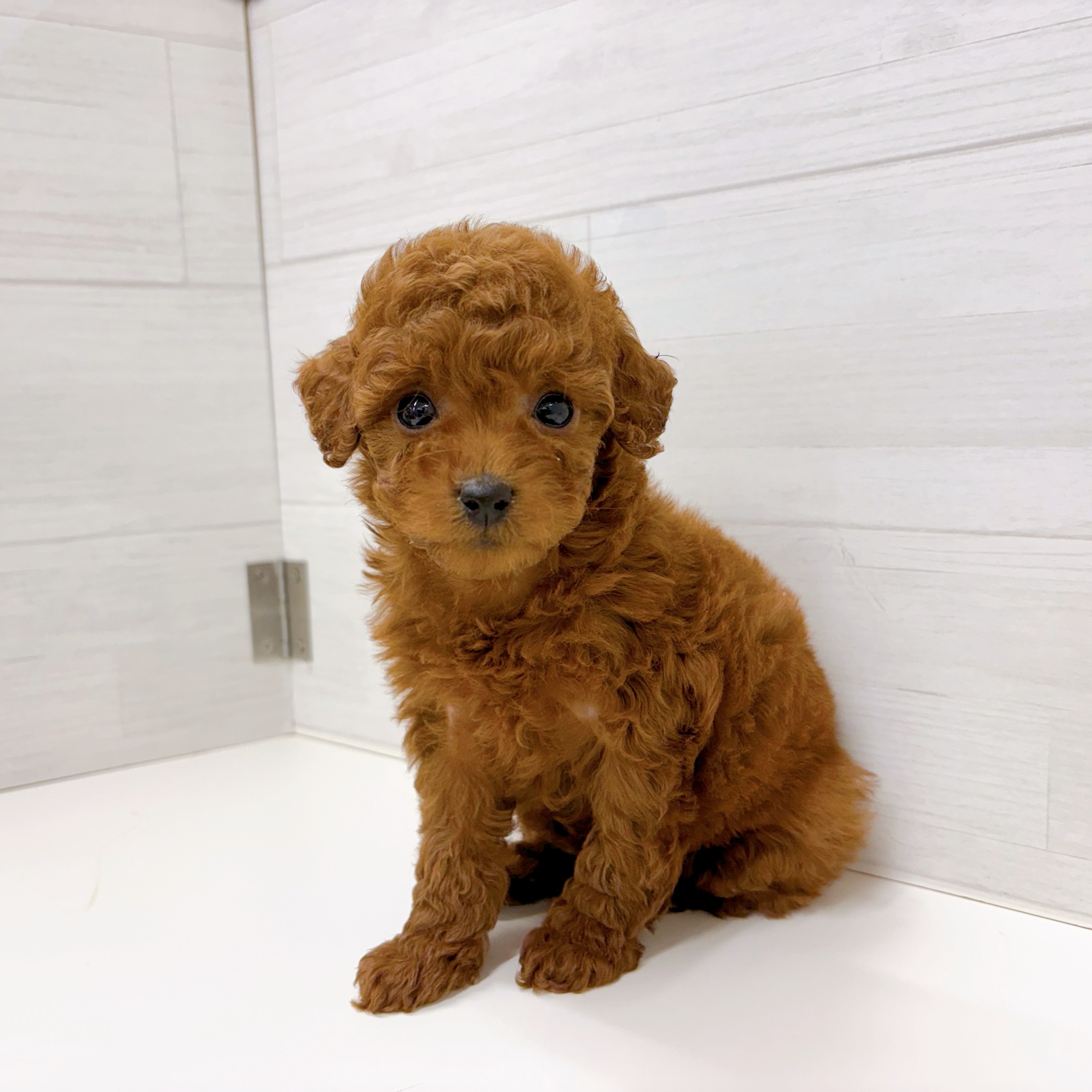 石川県のトイプードル(トイ) (犬の家＆猫の里アミーゴ金沢おこばた店/2026年2月9日生まれ/女の子/レッド)の子犬の1枚目の画像